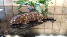 LeachieFemale1c