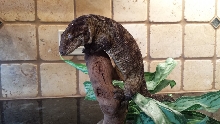 LeachieMale1a
