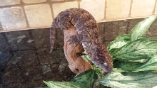 LeachieMale2a