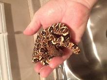 sanzinia in hand