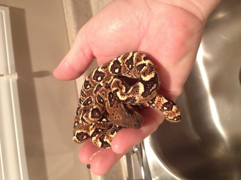 sanzinia in hand