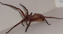Fluffy McSpideywidey - the unidentified spider.