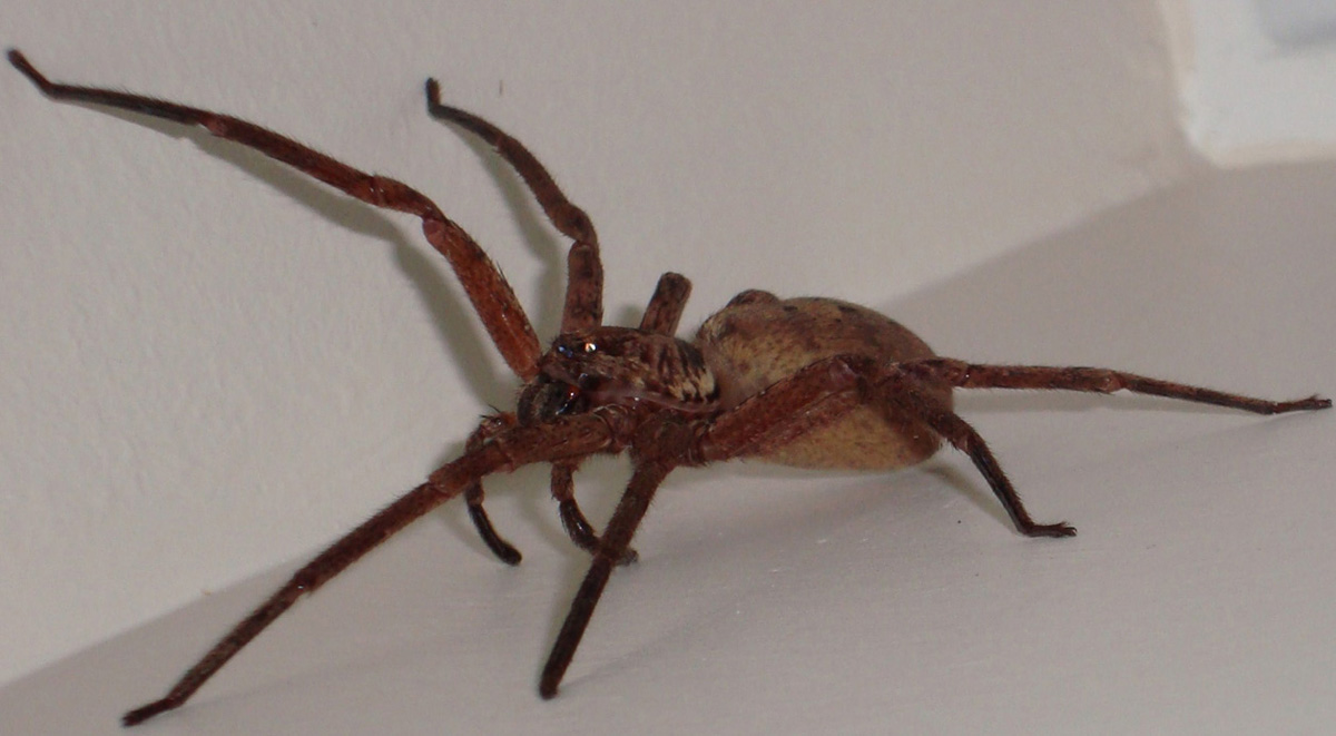 Fluffy McSpideywidey - the unidentified spider.