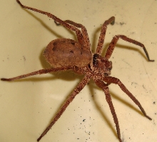 More McSpideywidey.