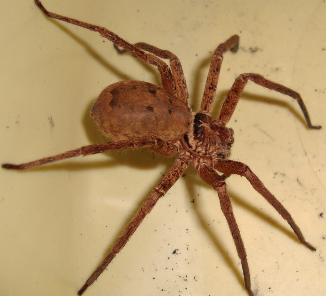More McSpideywidey.