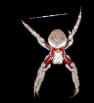 Spider in Perth, West Australia