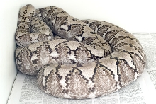 LTC female superdwarf