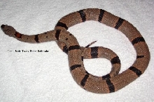 Carl.2