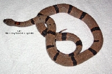 Carl.b