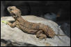 My Xenagama Taylori