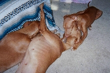 A Chew, Bite, and Hug