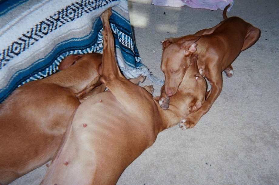 A Chew, Bite, and Hug