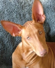 Armani posing
