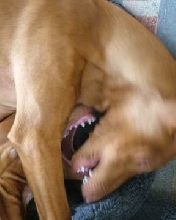 Doggie Mouth Play