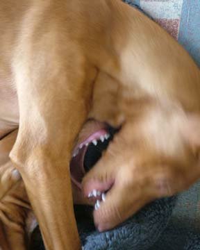 Doggie Mouth Play