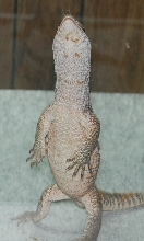 tripoding savannah monitor