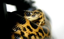 young Yellow Anaconda