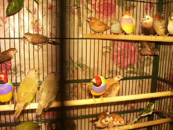 My Finch World