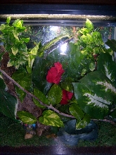 Green Tree Frog Terrarium