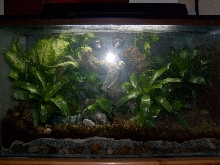 White's Tree Frog Terrarium