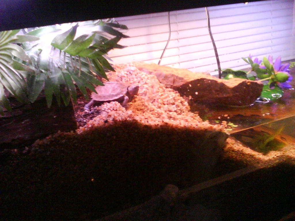 Sifu's tank