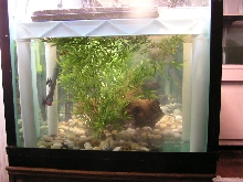 300 gallon