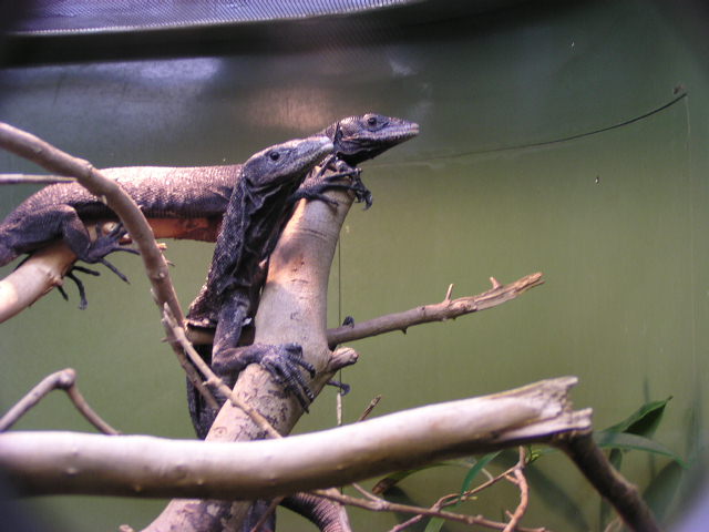 zoo pic