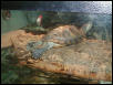 superturtle