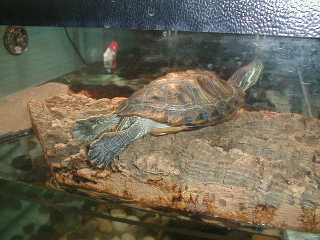 superturtle