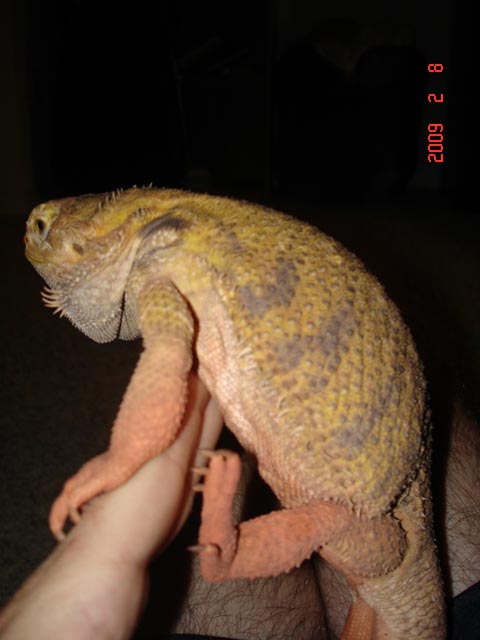 dragon1