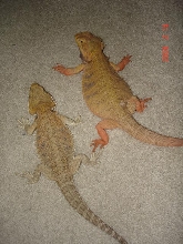 dragon2
