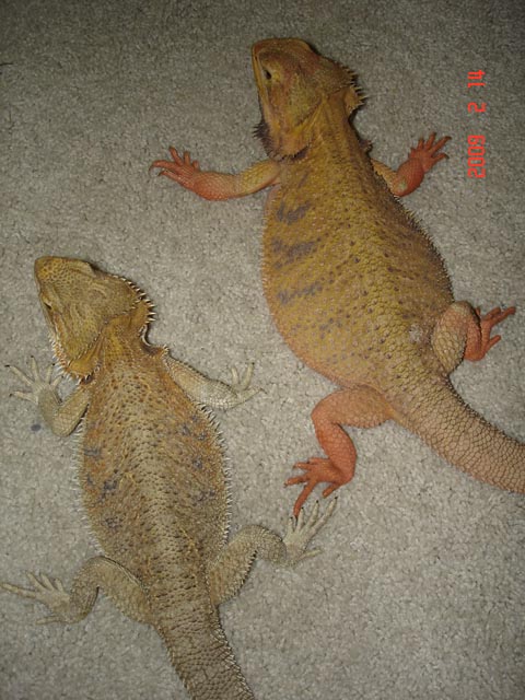 dragon3