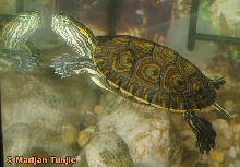 Trachemys venusta venusta