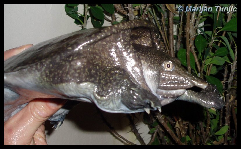 Dogania subplana - Malayan softshell turtle