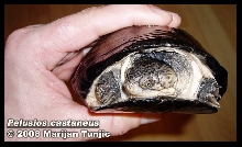 Pelusios castaneus