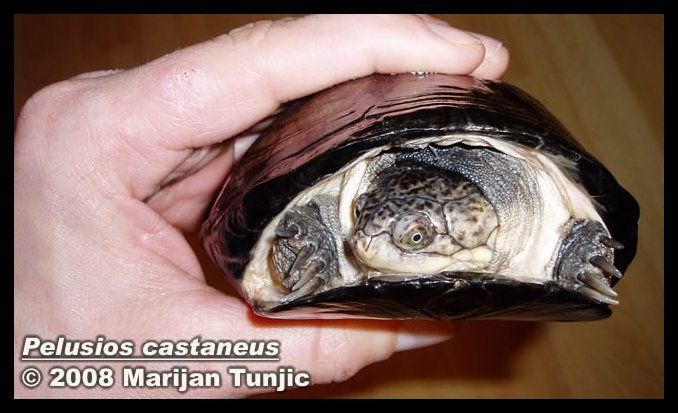 Pelusios castaneus