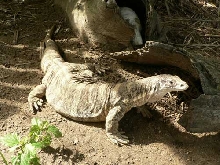 Adult Female Spencer