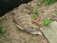 Adult Female Spencer Jr