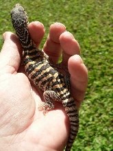 hatchling spencer 2