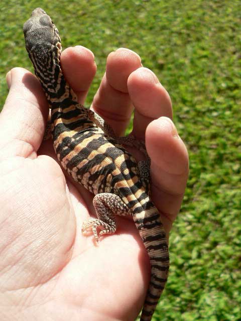 hatchling spencer 2