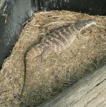 adult female spencer