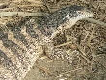 Ad. fem sp image 2