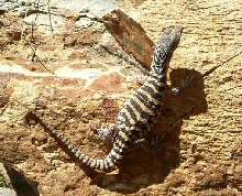 hatchling spencer
