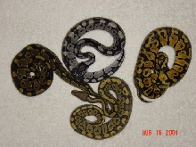 My males