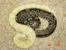 Albino and Girlfriend