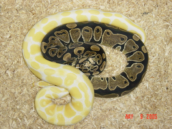 Albino and Girlfriend