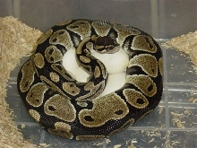 Albino eggs