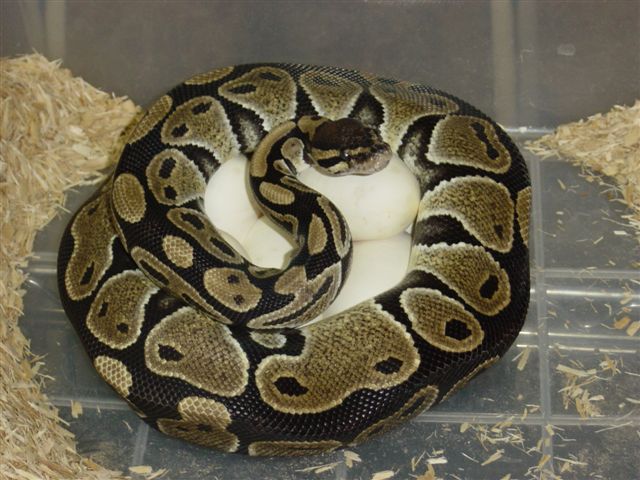 Albino eggs