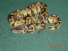 New Pastel Female
