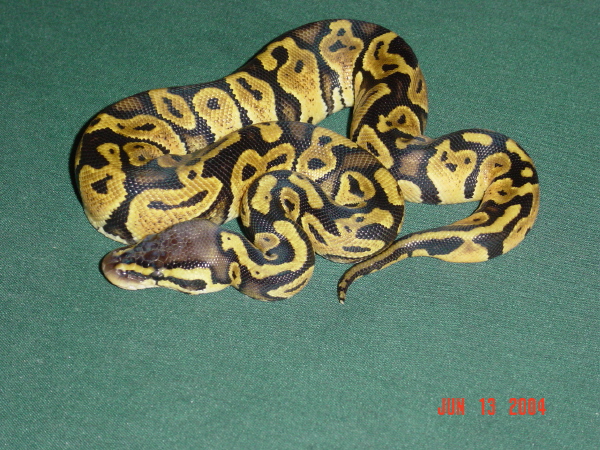 New Pastel Female
